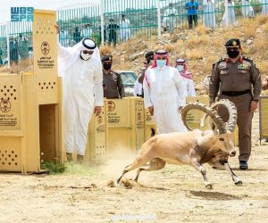 سمو أمير الباحة يرعى عملية إطلاق 20 وعلاً جبلياً بالمنتزه الوطني ببلجرشي