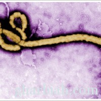 أهم عشرة حقائق حول فيروس #إيبولا