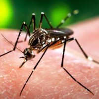 جزر الانتيل الفرنسية :تسجل أول إصابتين بفيروس زيكا
