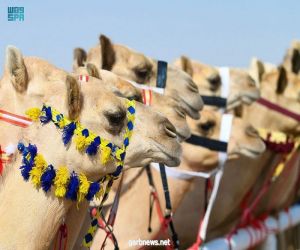 انطلاق مهرجان ولي العهد للهجن في نسخته الثالثة بالطائف