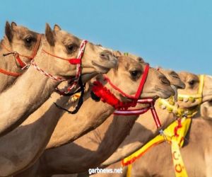 الأمريكي قاسم دين بطل اليوم السادس في مهرجان ولي العهد للهجن 3