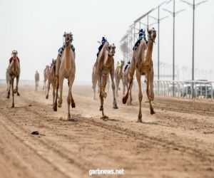 388 مطية في الأشواط الصباحية اليوم بمهرجان ولي العهد للهجن3