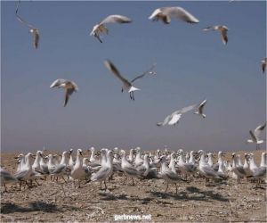 بدء موسم رصد وتسجيل الطيور المهاجرة في مصر