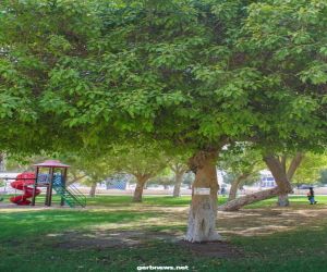 بلدية وسط الدمام: إطلاق مبادرة للحفاظ على الأشجار المعمرة