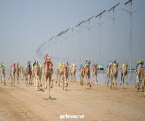 80 مليونًا.. قيمة أكثر من 600 صفقة في مهرجان ولي العهد للهجن بنسخته الثالثة