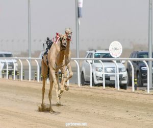 منافسة ضارية بين نخبة الحيل والزمول