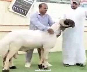 بيع خروف بما يعادل 200 ألف دولار بالكويت