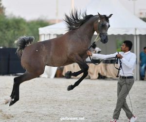 إنطلاق بطولة منطقة مكة المكرمة الـ 12 لجمال الجواد العربي