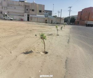 بلدية بيشة تساهم بزراعة ٢٥٠ شجرةً وتُزيل المُخلفات العشوائية بقرية المهدي