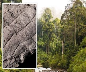 باحثون: اكتشاف غابة عمرها 4 ملايين عام بها أطول أشجار في العالم