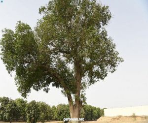 50 عامًا.. شاهدة على أقدم شجرة مانجو في المملكة ..