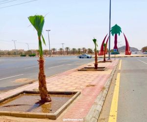 بلدية بيشة تبدأ في زراعة الأشجار بمداخل وشوارع المحافظة