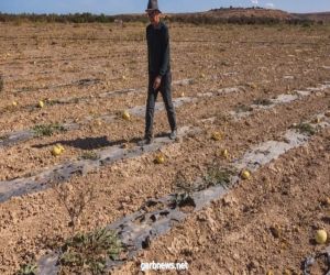 الجفاف يضرب محصول الحبوب بالمغرب.. ومخاوف من ارتفاع “استثنائي” للتضخم