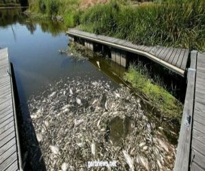 نفوق جماعي للأسماك قبالة نهر في ألمانيا وبولندا بسبب مادة سامة