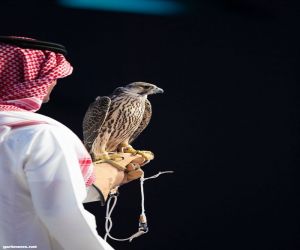 مبيعات مزاد نادي الصقور السعودي تتجاوز حاجز المليون و٦٠٠ ألف ريال