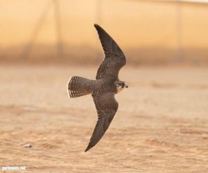 نادي الصقور السعودي يتوِّج 10 فائزين في منافسات الأسبوع الرابع لسباق الملواح