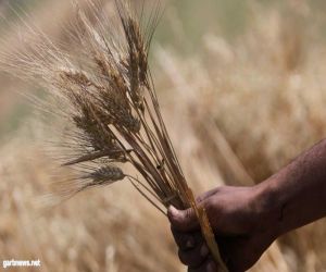 مصر تشتري 200 ألف طن من القمح