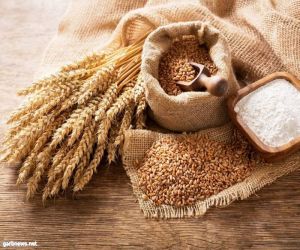 انخفاض أسعار القمح في الأسواق العالمية بسبب وفرة المحاصيل وزيادة المنافسة