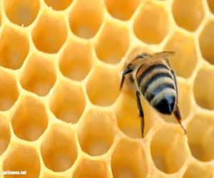 العكبر" .. مادة تجنيها شغّالات النحل وتداوي "١٣" مرضاً.. تعرف على طريقة استعمالها