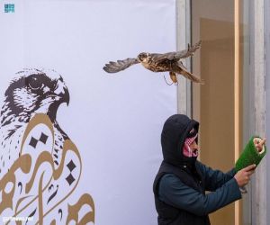 1000 صقر يحلقون في سماء محافظة طريف في فعاليات مهرجان الصقور