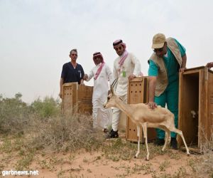 "الحياة الفطرية" و"الغطاء النباتي" يطلقان عددًا من ظباء الريم في متنزه الزلفي الوطني