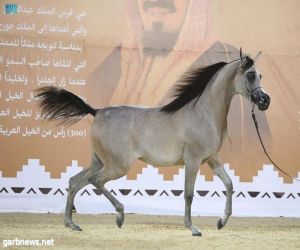 اختتام بطولة طرفة لجمال الخيل العربية الأصيلة بمركز العيد للفروسية بالجنادرية