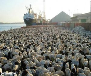 ميناء جازان يستقبل 19 ألف رأس ماشية قادمة من جيبوتي