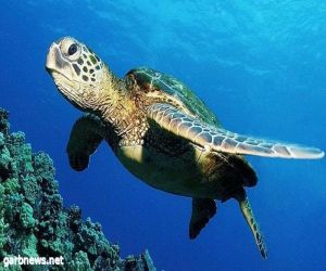 “الحياة الفطرية”: 6 منافع تعود على البيئة من وجود السلاحف البحرية