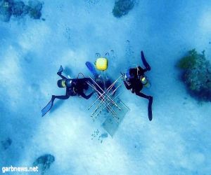 كاوست ترصد تكاثر الشعاب المرجانية في جزيرة شوشة بــ #نيوم