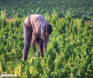 "البيئة": 1.5 مليون طلب للعمالة الزراعية بنهاية مايو