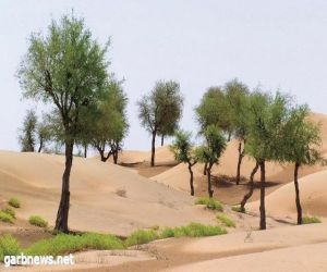 "المساحة الجيولوجية": 4 خطوات تساعد في مكافحة التصحر