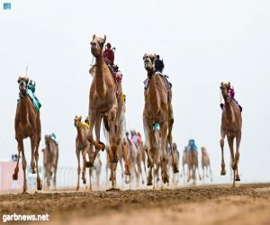 "مهرجان ولي العهد للهجن" يستعد لتحقيق أرقام قياسية جديدة بوصفه الأكبر على مستوى الرياضات السعودية