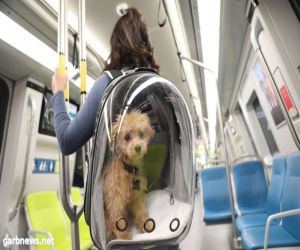 السماح باصطحاب الحيوانات الأليفة بـ"النقل العامّ"