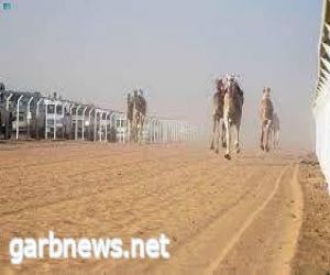 ميدان نجران للهجن يقيم سباقة الرسمي لسن "الحقايق" غداً