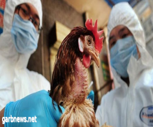 فرنسا ترصد إنفلونزا الطيور في مزرعة ديوك رومية
