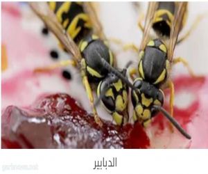جيوش من حشرات "الدبابير" تهاجم   جنود إسرائيليين فى غزة