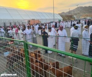 تدشين أول مهرجان "للماعز الدهم" في المملكة بمنطقة عسير