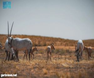 محمية الإمام تركي بن عبدالله الملكية تحتفي باليوم العالمي للتنوع الأحيائي