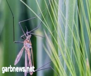 قلق فى إيطاليا بعد انتشار حمى غرب النيل مع ارتفاع الوفيات إلى 16 شخصا