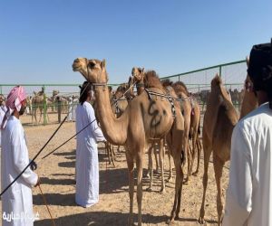 منافسة مثيرة في مهرجان سباقات الهجن بثمريت