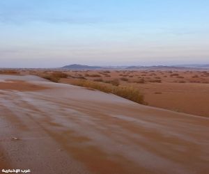 " الحليت " يزين الرمال الذهبية في نفود الطويل بمحمية الملك سلمان بمنطقة الجوف