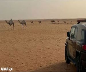 ضبط مواطن مخالف لنظام البيئة بمحمية الإمام عبدالعزيز بن محمد الملكية
