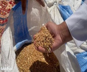 انطلاق موسم حصاد الأراضي البعلية بـ 15 مخططاً زراعياً بالحدود الشمالية