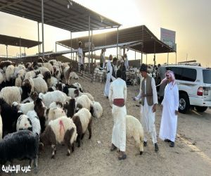 #تلسكوب_غرب : يرصد  حركة سوق الأغنام في الدمام: استعدادات وتغيّرات الأسعار قبل عيد الأضحى