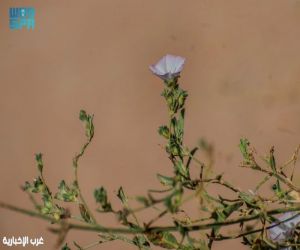“الخطمي”.. نبتة برية تزيّن طبيعة الحدود الشمالية بألوانها الزاهية