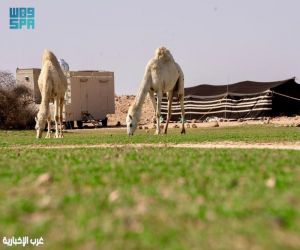 الثروة الحيوانية.. كنز الأمن الغذائي ومصدر الاستدامة في الحدود الشمالية