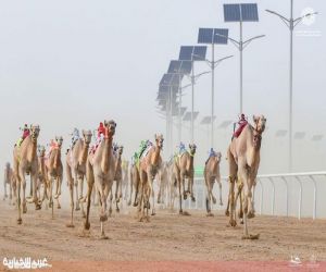 639 شوطًا في ميدان الطائف.. انطلاق سباق الهجن للموسم الثاني على التوالي