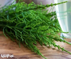 من بينها شاي ذيل الحصان.. الكشف عن علاجات طبيعية تخلصك من حصوات الكلى