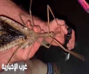 حشرات عملاقة تظهر لأول مرة فى استراليا وتثير حيرة العلماء..