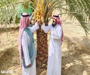 ‏بيئة العرضيات تشرف على جني ثمار المزارع النموذجية دعمًا للأمن الغذائي